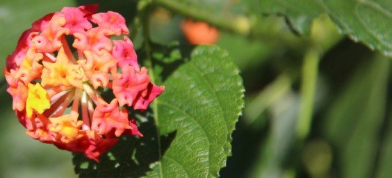 Gibraltar: Casemates, Garden, & the Nachos